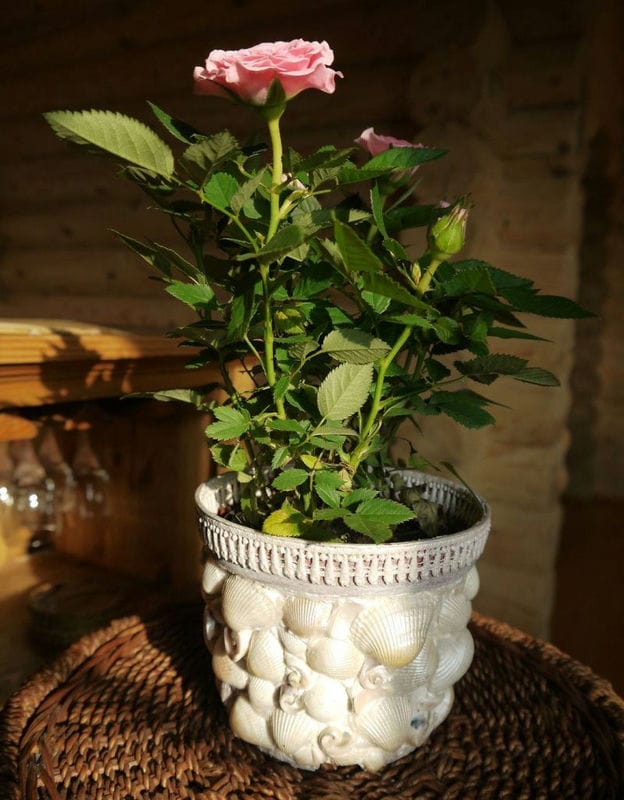 Декор цветочных горшков — 55 фото идей для украшения интерьера #18