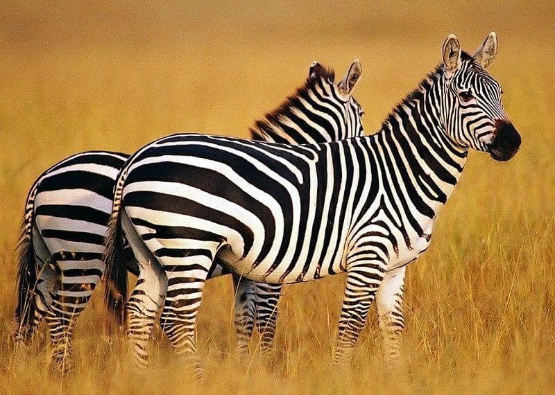 Зебры - красивые картинки (100 фото) #1