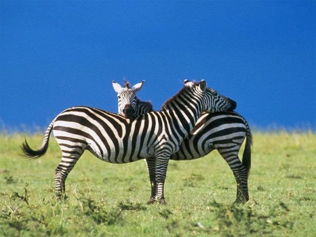 Зебры - красивые картинки (100 фото) #12