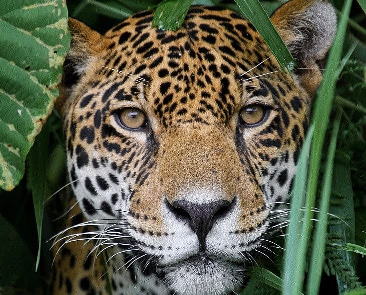 Картинки животное ягуар (100 фото) #5