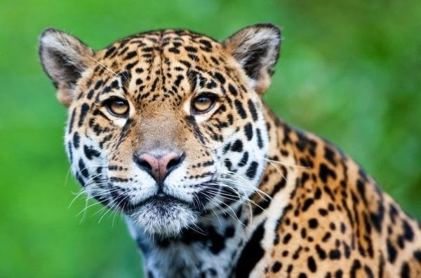 Картинки животное ягуар (100 фото) #15