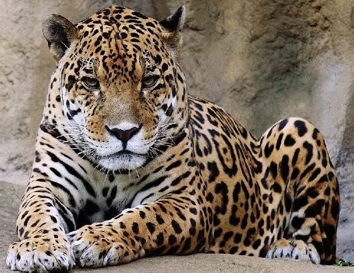 Картинки животное ягуар (100 фото) #37