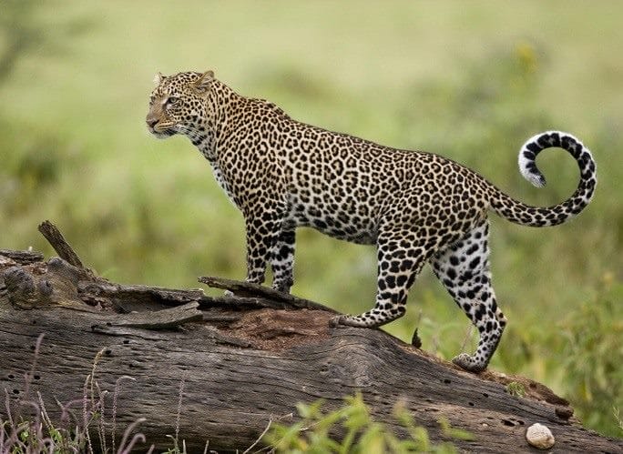 Картинки животное ягуар (100 фото) #100