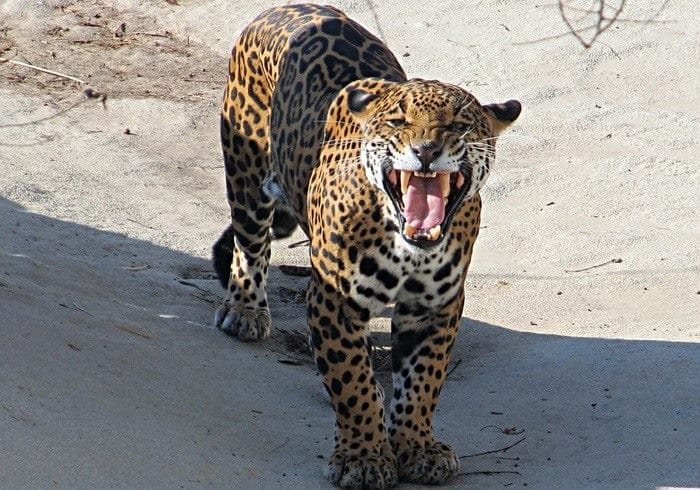 Картинки животное ягуар (100 фото) #32