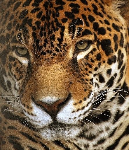 Картинки животное ягуар (100 фото) #14