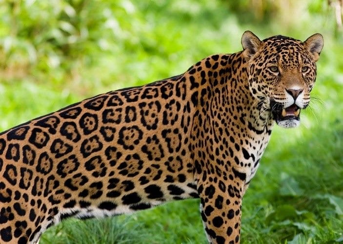 Картинки животное ягуар (100 фото) #8