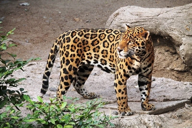 Картинки животное ягуар (100 фото) #29