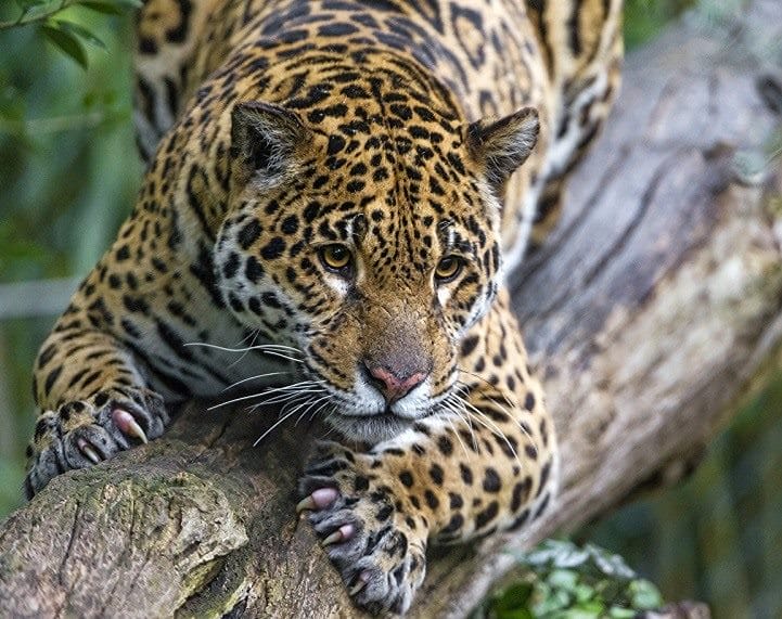 Картинки животное ягуар (100 фото) #10