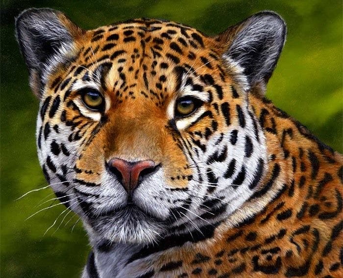 Картинки животное ягуар (100 фото) #16