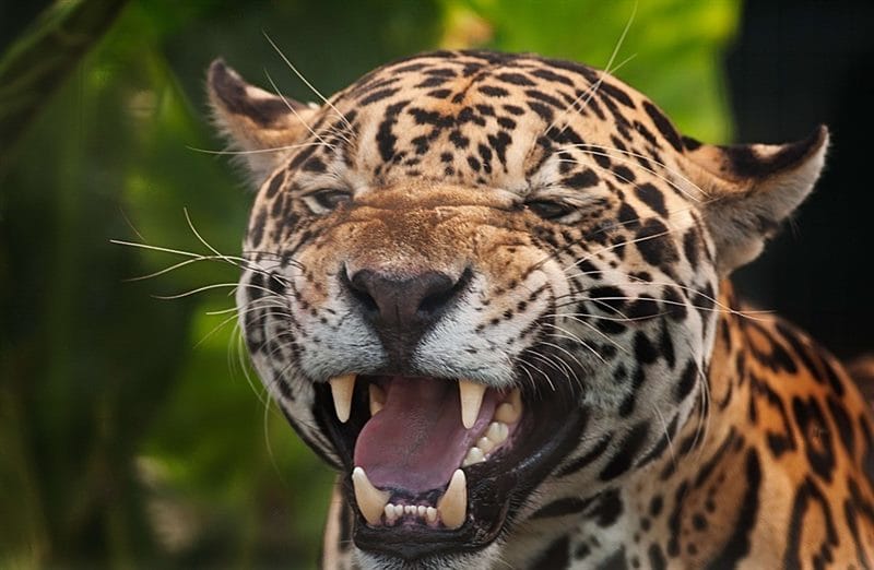 Картинки животное ягуар (100 фото) #35