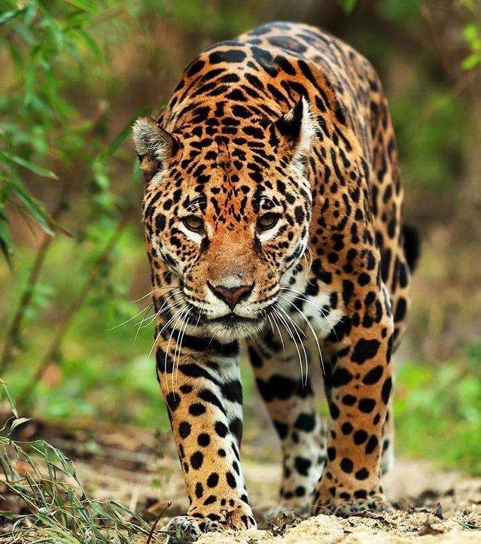 Картинки животное ягуар (100 фото) #39