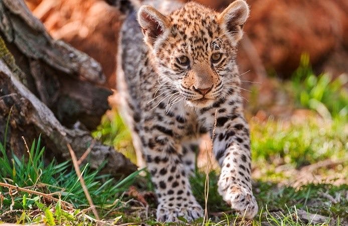 Картинки животное ягуар (100 фото) #28