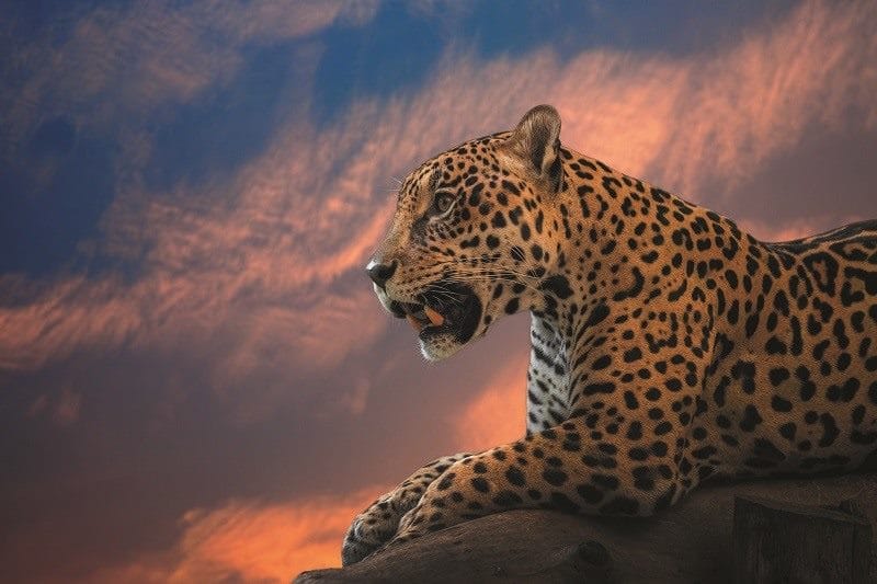 Картинки животное ягуар (100 фото) #21