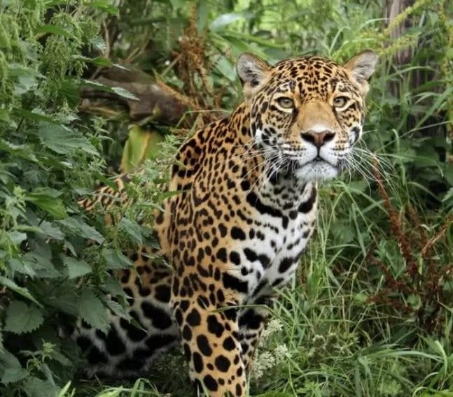 Картинки животное ягуар (100 фото) #27