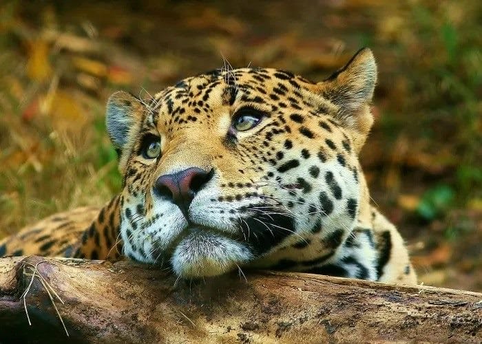 Картинки животное ягуар (100 фото) #23