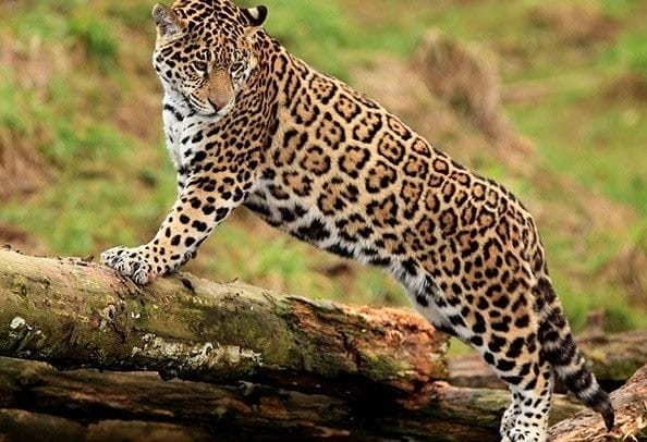 Картинки животное ягуар (100 фото) #24