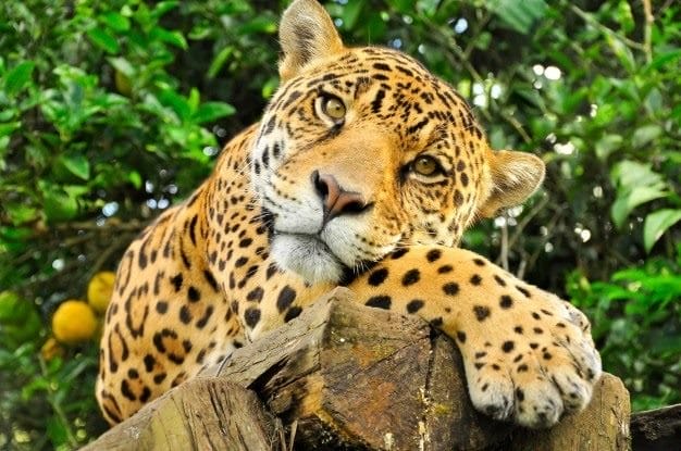 Картинки животное ягуар (100 фото) #7