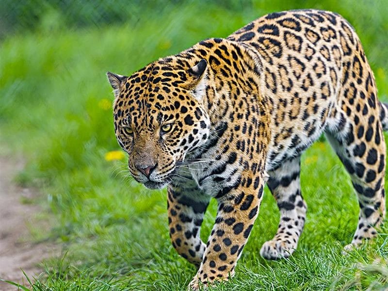 Картинки животное ягуар (100 фото) #99
