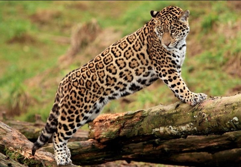 Картинки животное ягуар (100 фото) #92
