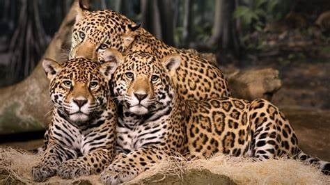 Картинки животное ягуар (100 фото) #94