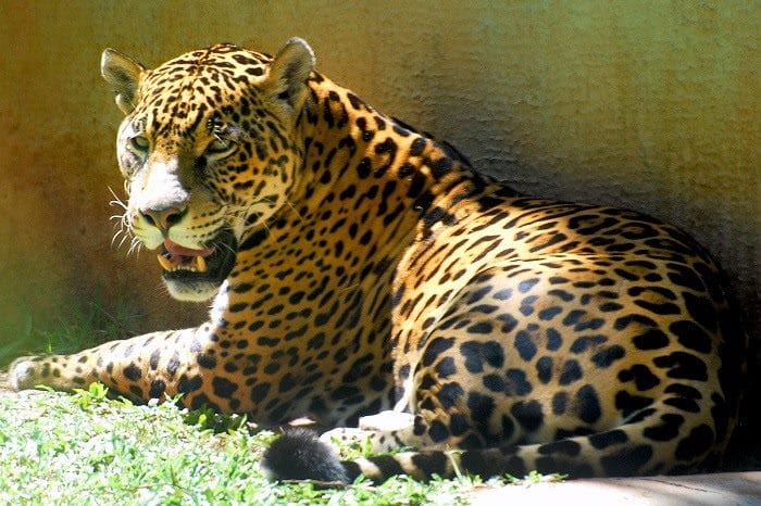 Картинки животное ягуар (100 фото) #93