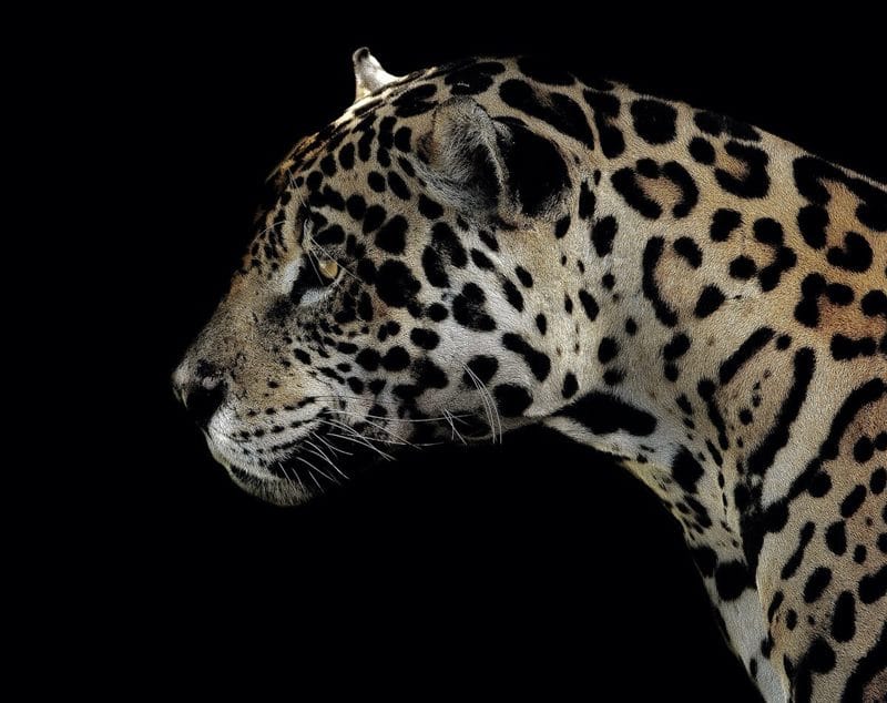 Картинки животное ягуар (100 фото) #50