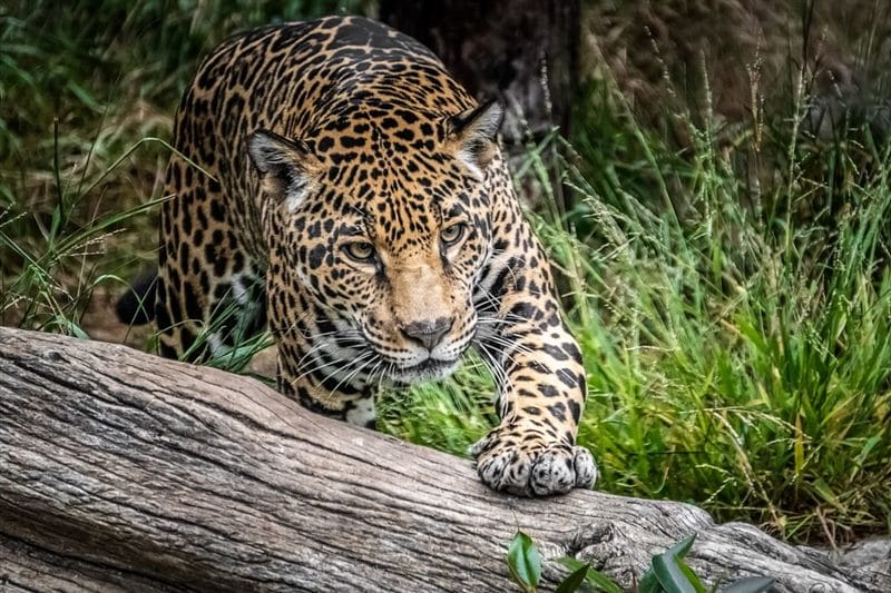 Картинки животное ягуар (100 фото) #47