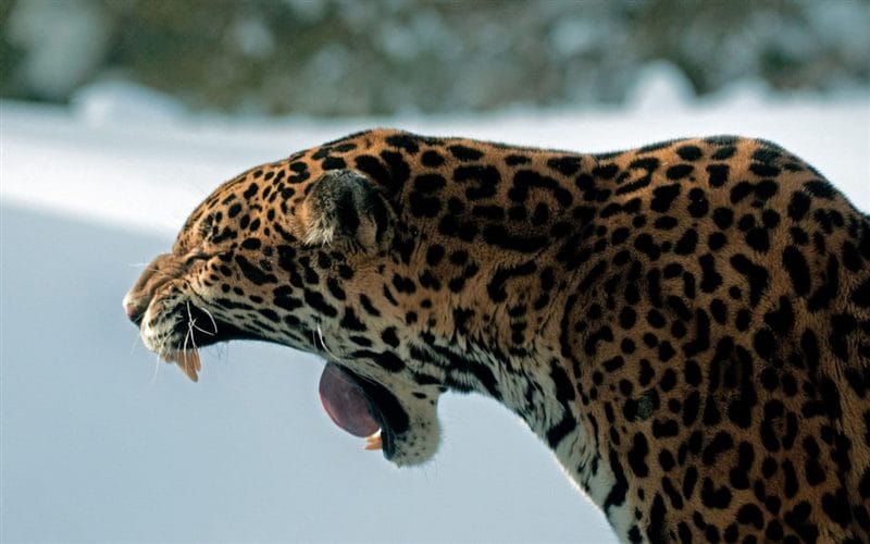Картинки животное ягуар (100 фото) #76