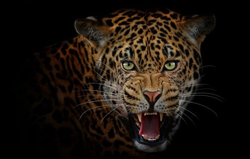 Картинки животное ягуар (100 фото) #84