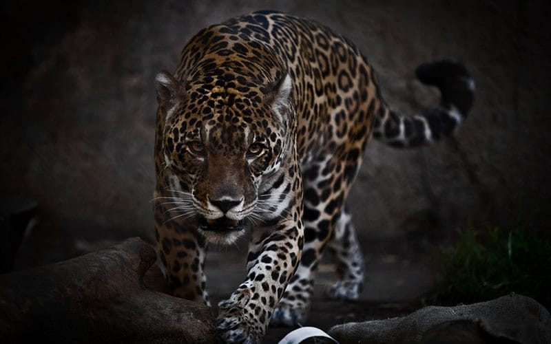 Картинки животное ягуар (100 фото) #82