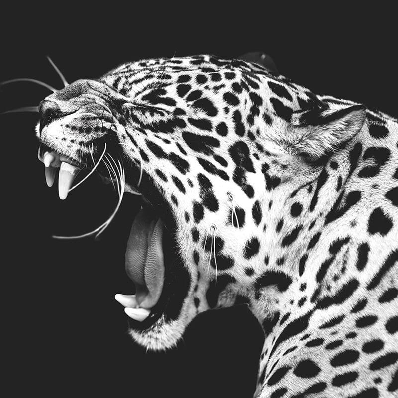 Картинки животное ягуар (100 фото) #62