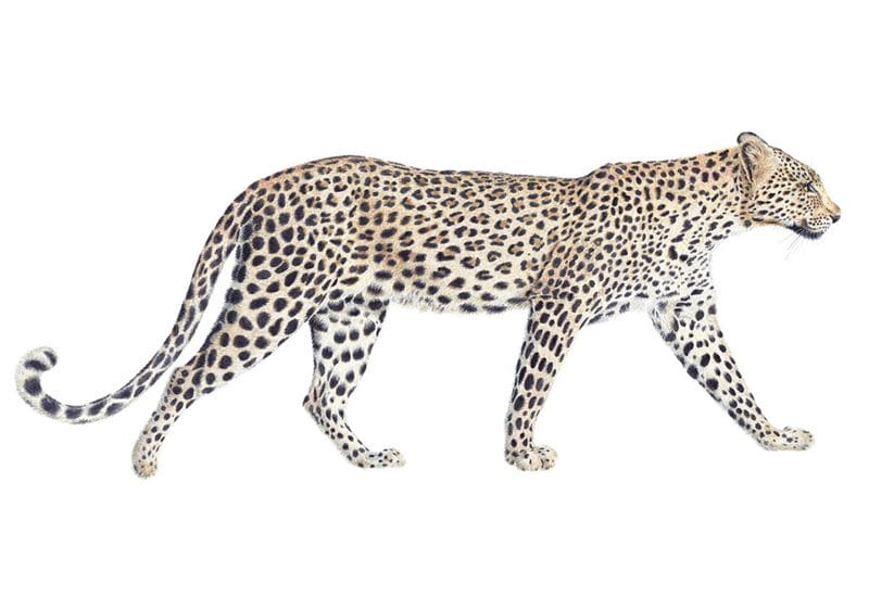 Картинки животное ягуар (100 фото) #80