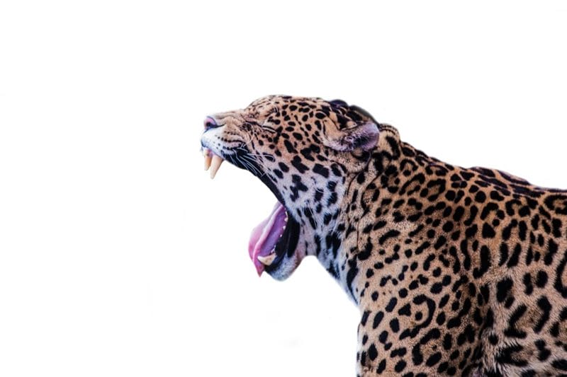 Картинки животное ягуар (100 фото) #83