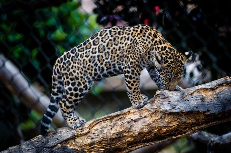 Картинки животное ягуар (100 фото) #55