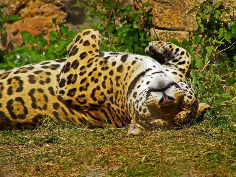 Картинки животное ягуар (100 фото) #41