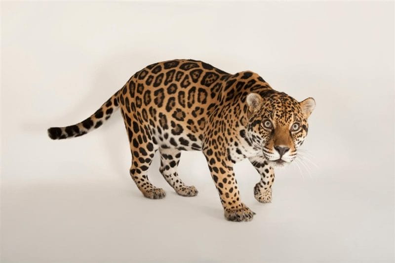 Картинки животное ягуар (100 фото) #89