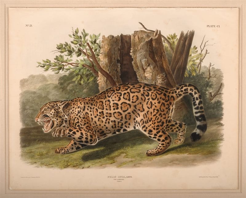 Картинки животное ягуар (100 фото) #59