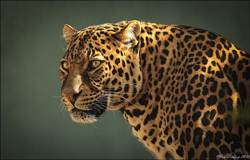 Картинки животное ягуар (100 фото) #56