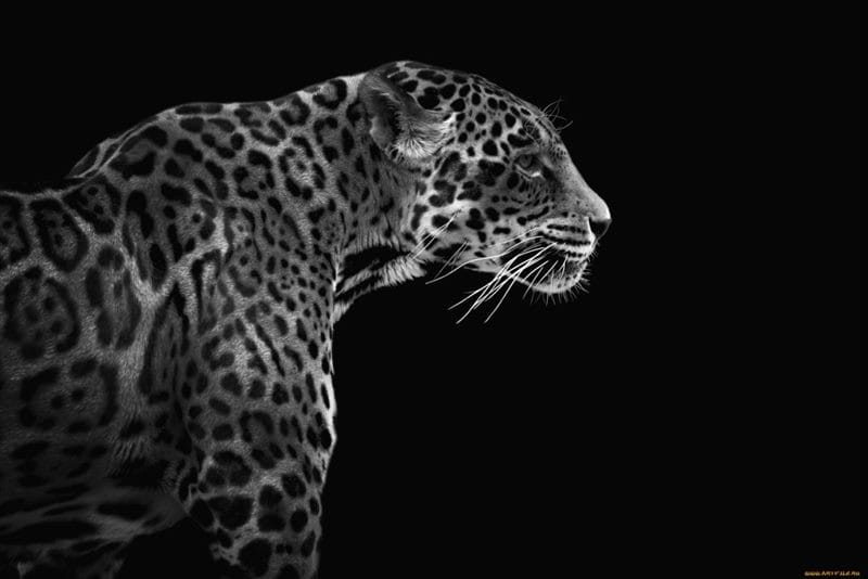 Картинки животное ягуар (100 фото) #87
