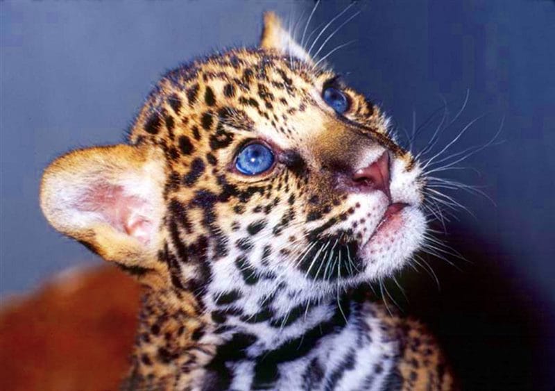 Картинки животное ягуар (100 фото) #75
