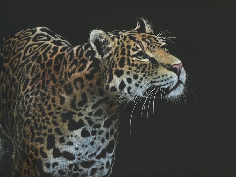 Картинки животное ягуар (100 фото) #74