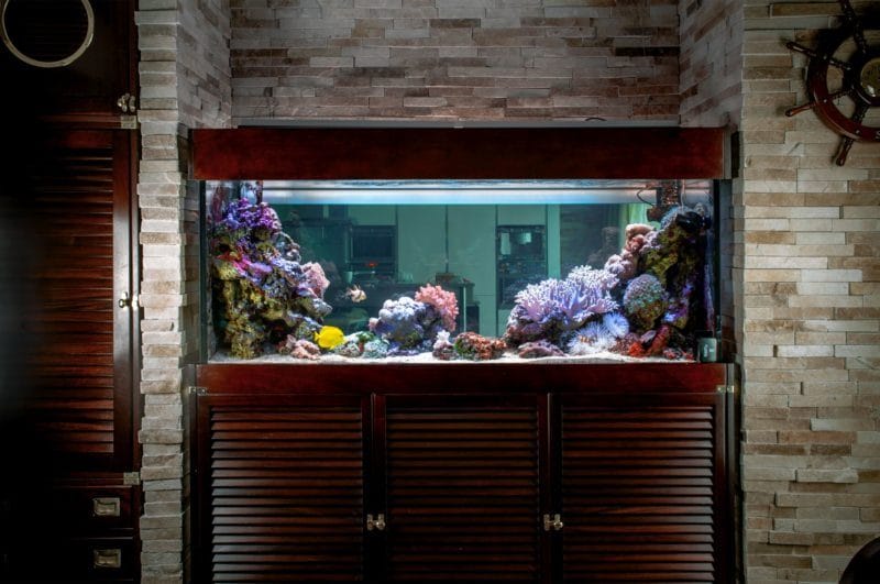 Оформление аквариума: фото-обзор, стильных решений дизайна (80 фотографий) #29