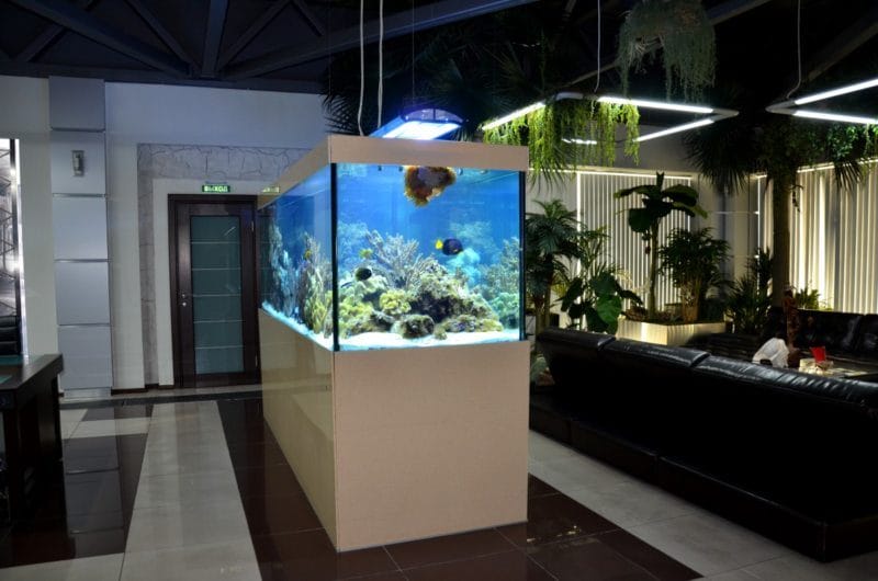 Оформление аквариума: фото-обзор, стильных решений дизайна (80 фотографий) #46