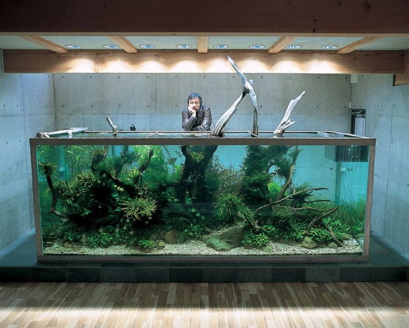 Оформление аквариума: фото-обзор, стильных решений дизайна (80 фотографий) #18