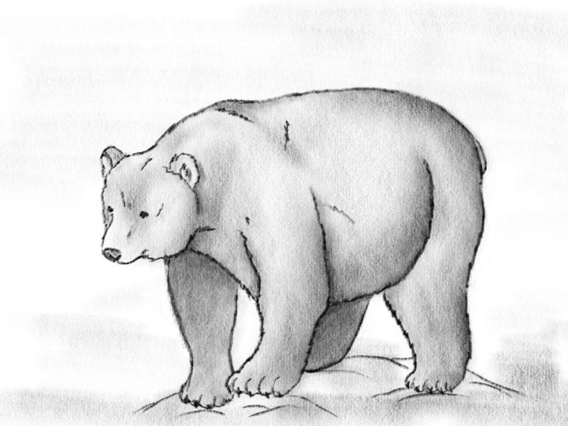 Рисунки медведя карандашом для детей (38 фото) #44