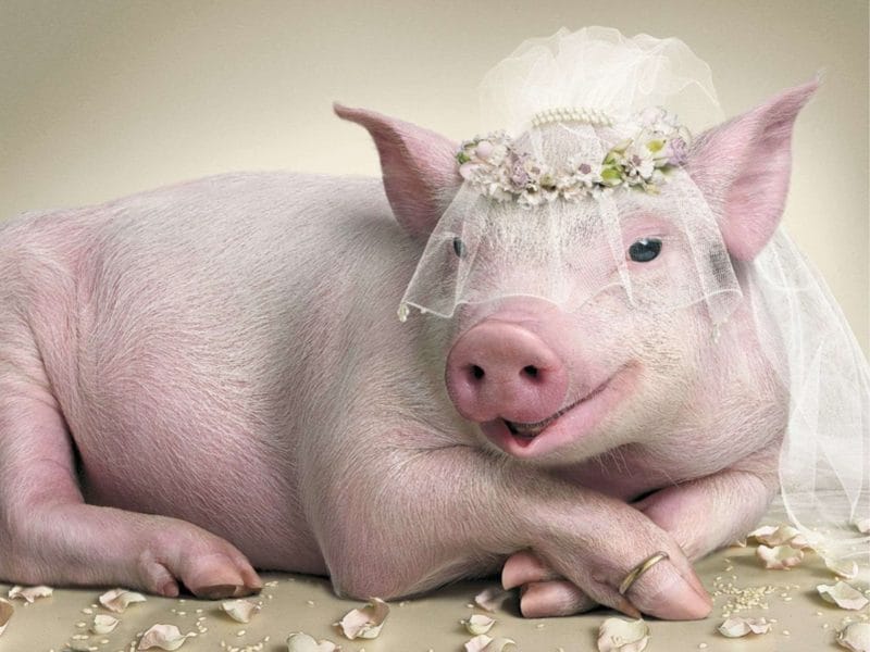 Смешные картинки про свиней (65 фото) #69