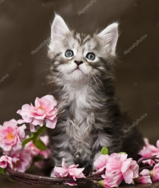 Картинки красивые котята (36 фото) #61