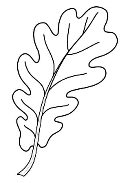 Рисунок карандашом дубовый лист (17 фото) #22