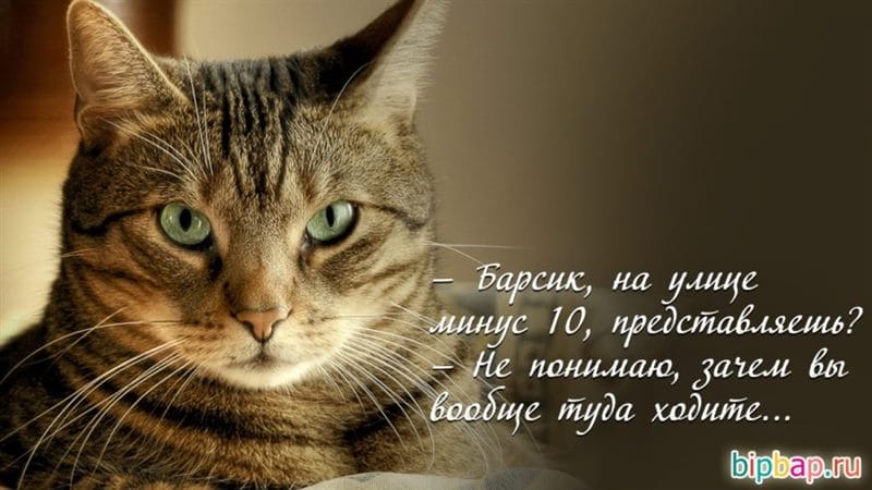 Смешные картинки про кошек с надписями (35 фото) #48