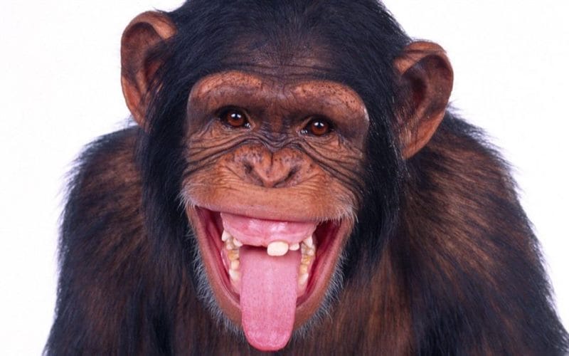 Смешные картинки обезьян (14 фото) #22